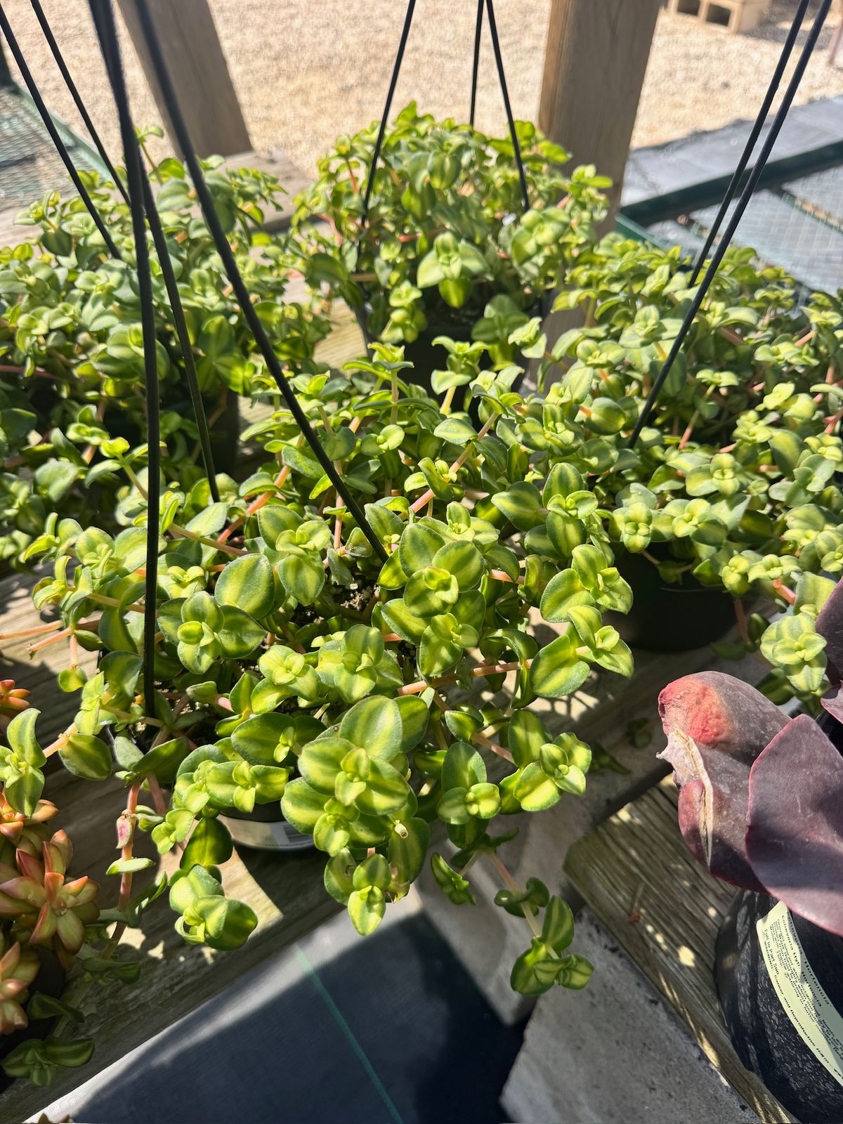 Crasulla marginalis citrus