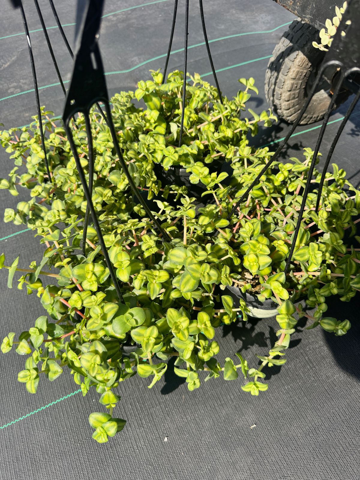 Crasulla marginalis citrus