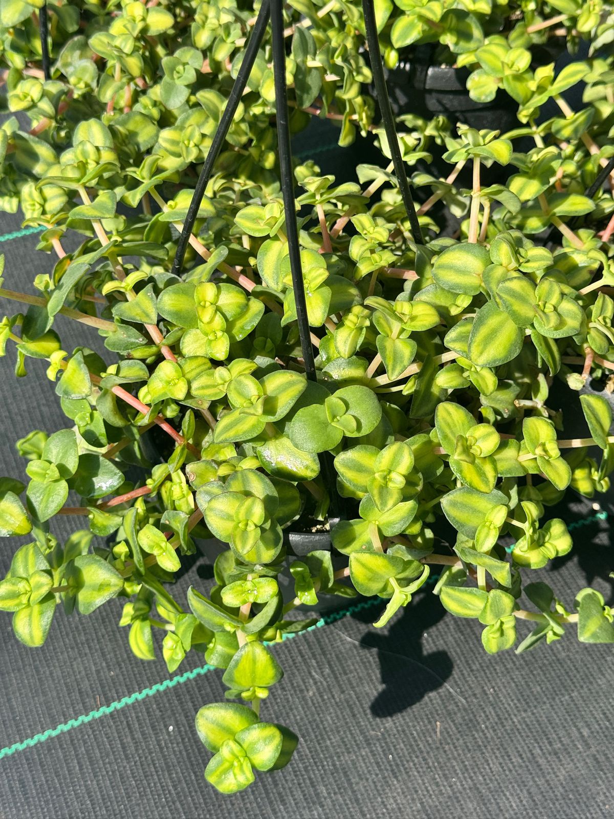 Crasulla marginalis citrus