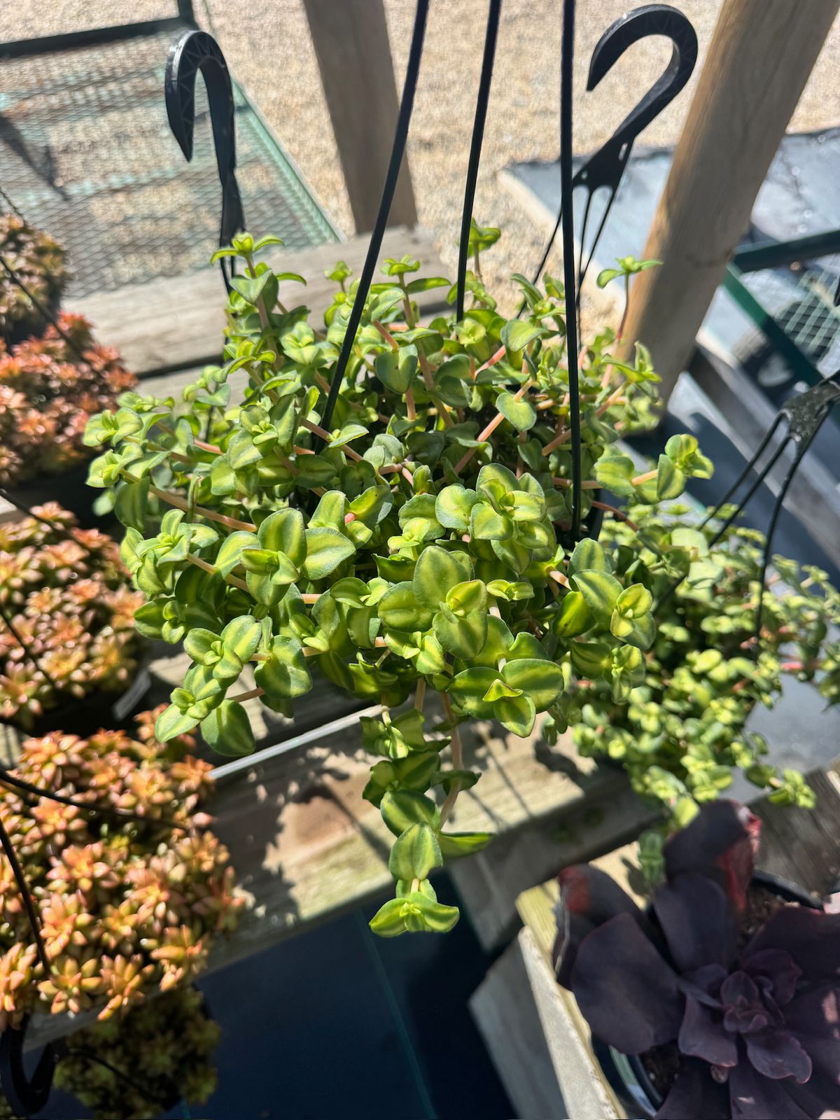 Crasulla marginalis citrus