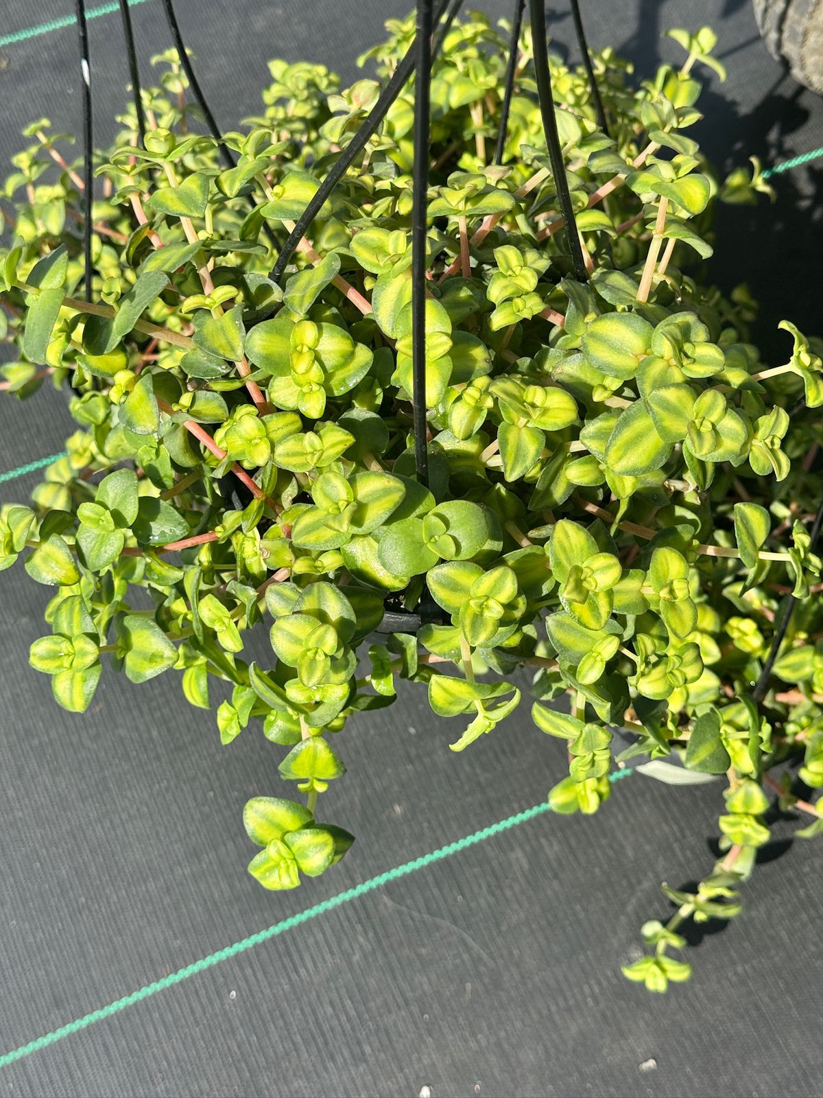 Crasulla marginalis citrus