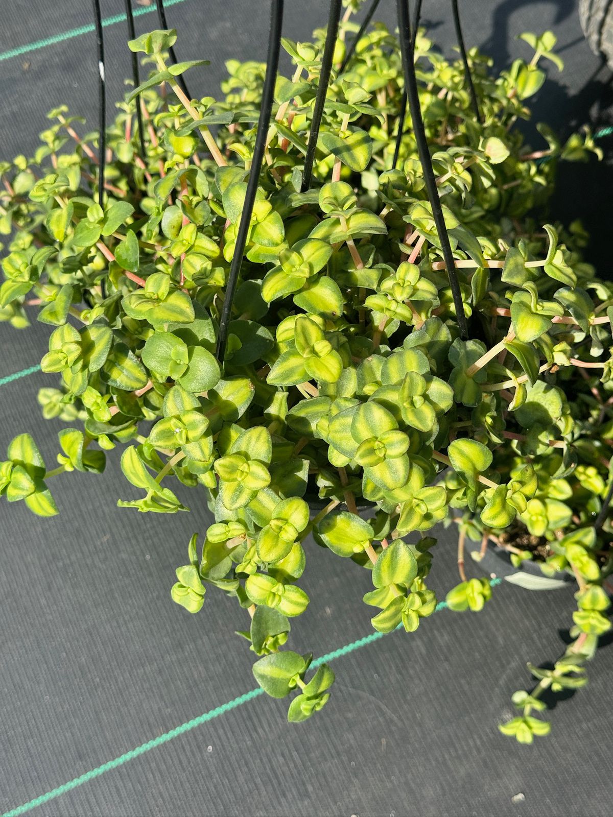 Crasulla marginalis citrus