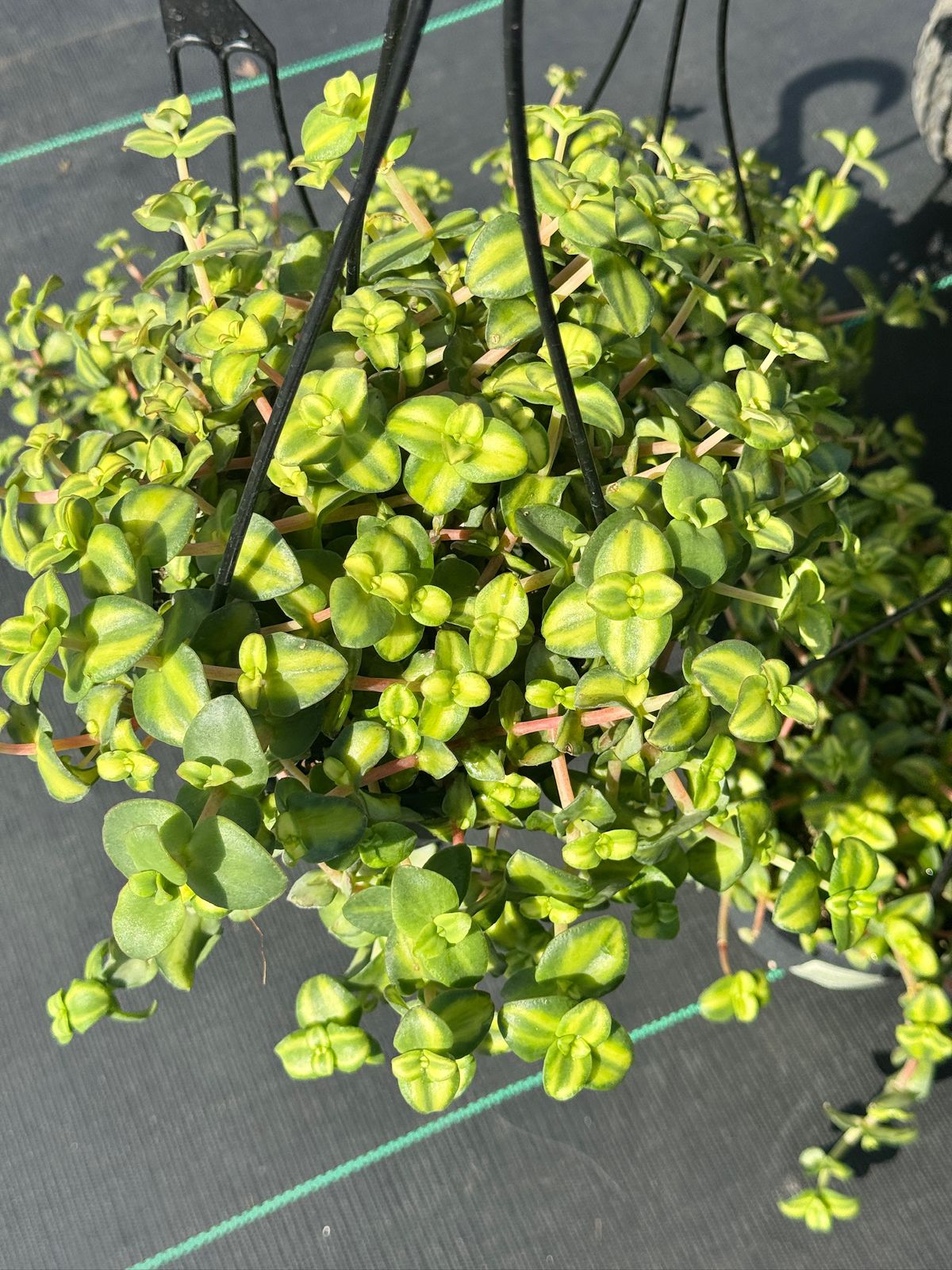 Crasulla marginalis citrus