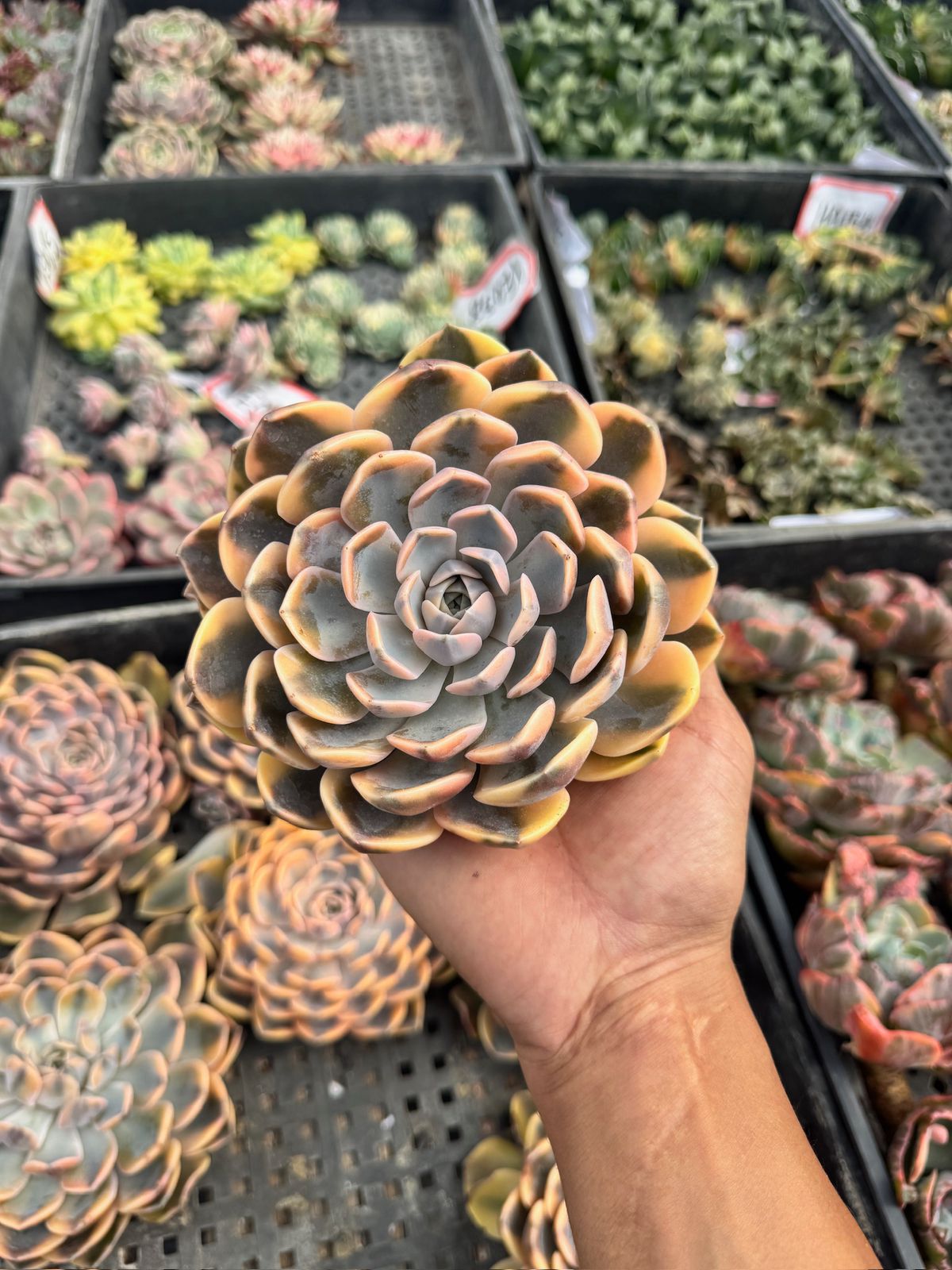 Echeveria hamburguer Variegada