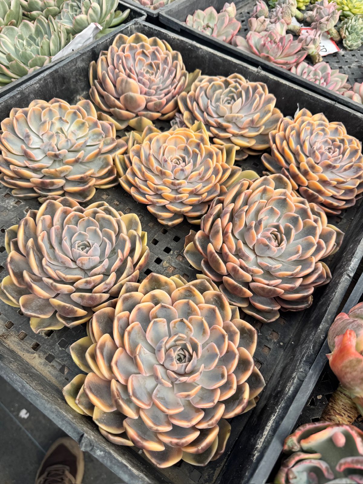 Echeveria hamburguer Variegada