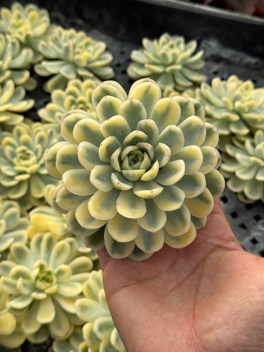 Echeveria strawberry variegada