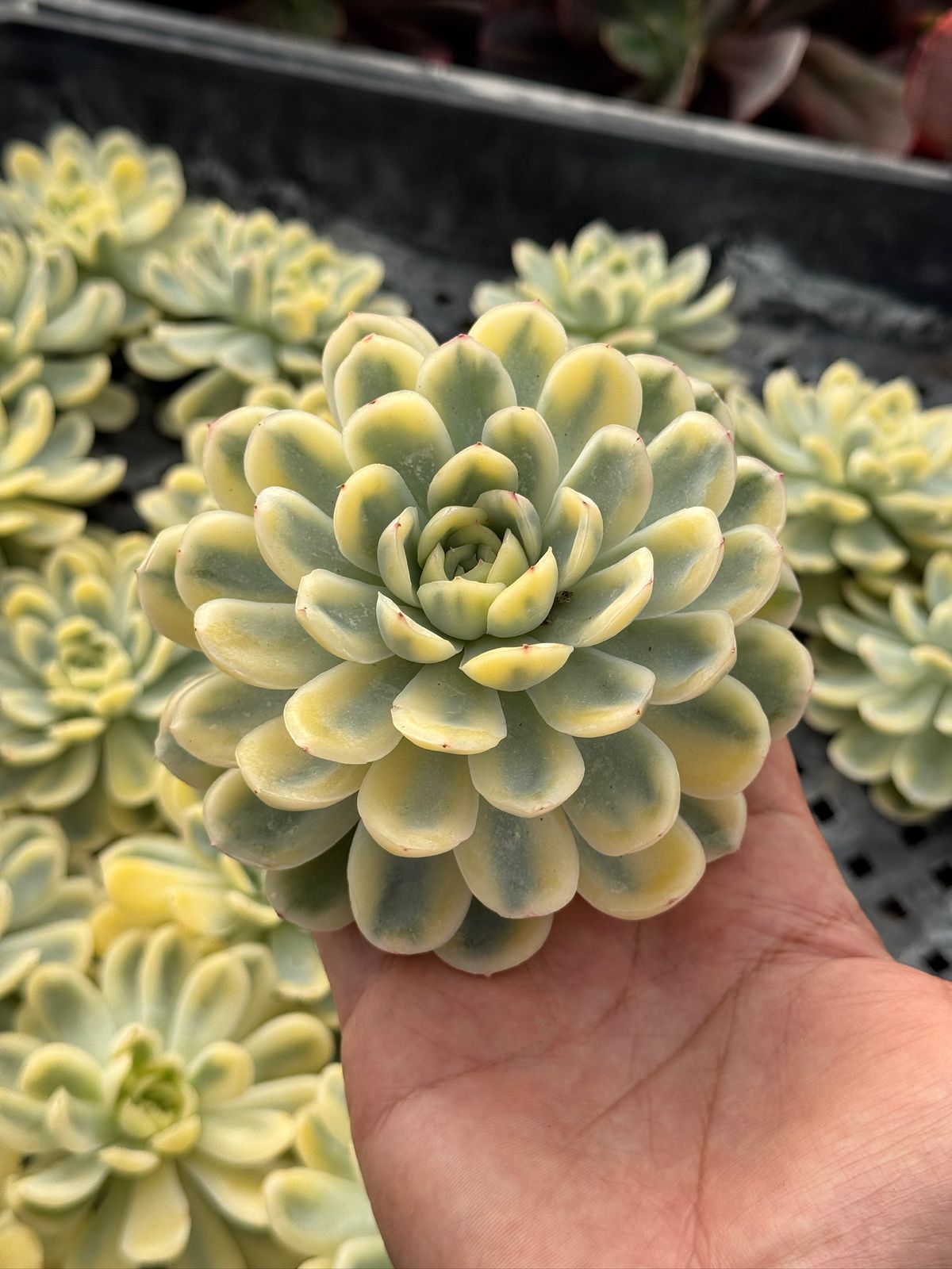 Echeveria strawberry variegada