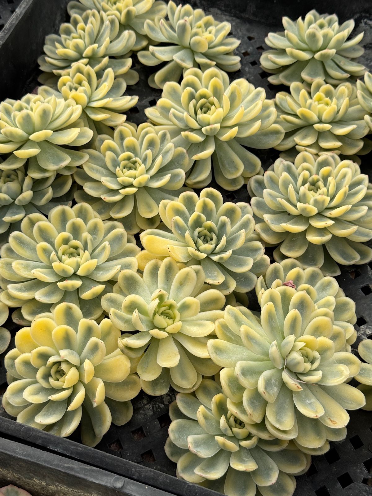 Echeveria strawberry variegada