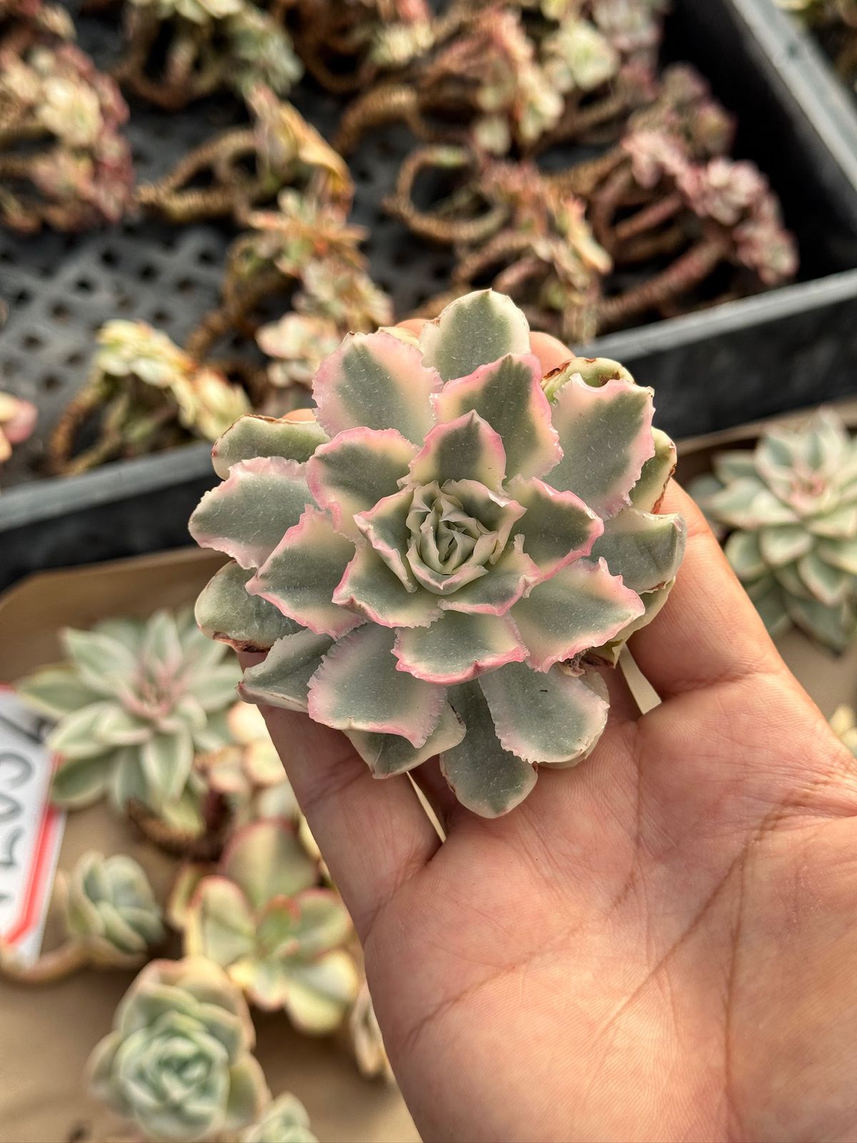 Echeveria purple butterfly variegada