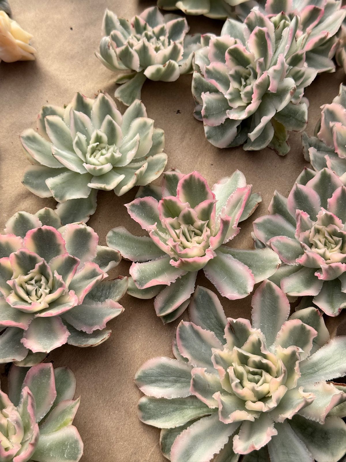 Echeveria purple butterfly variegada