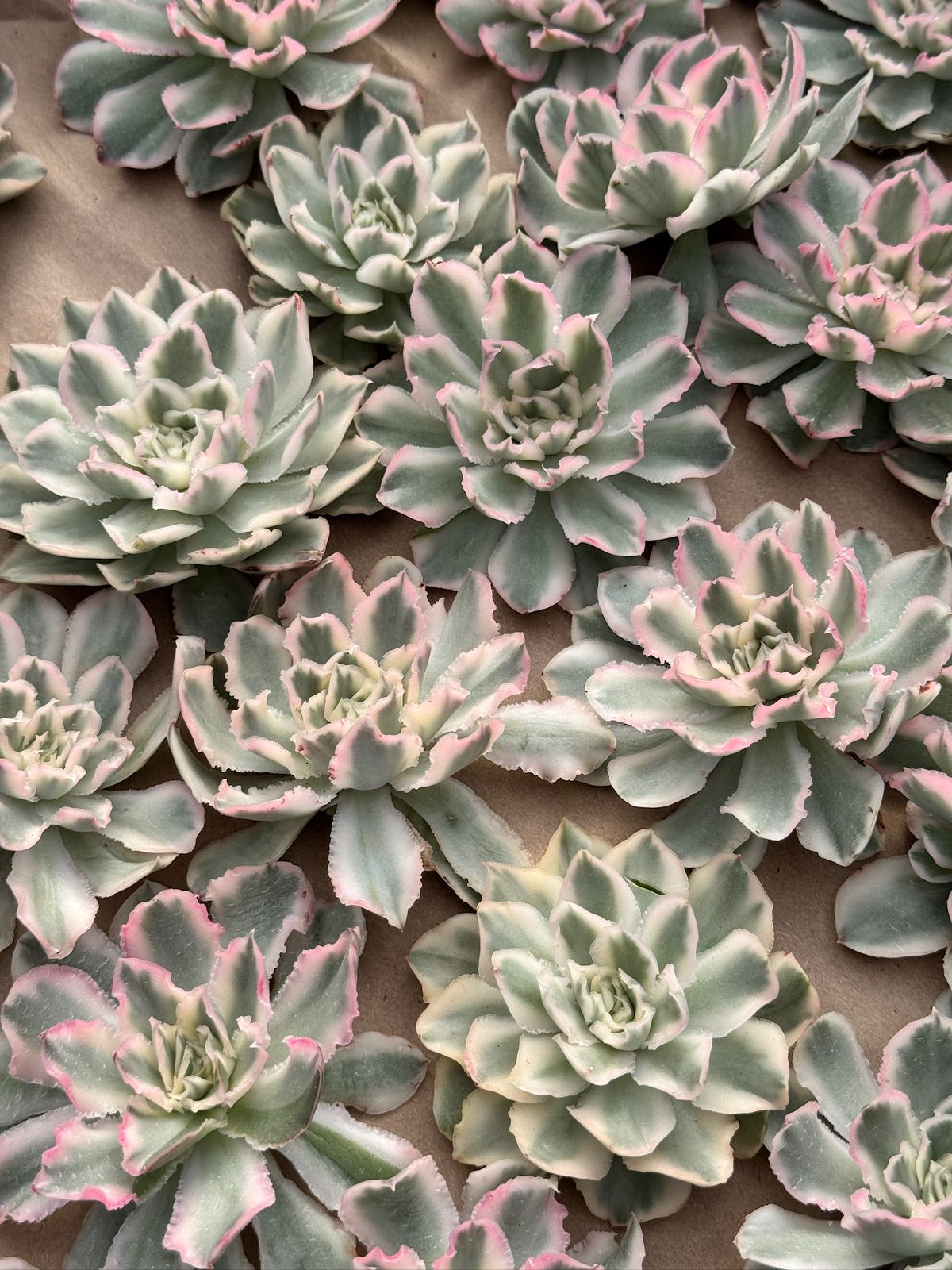 Echeveria purple butterfly variegada