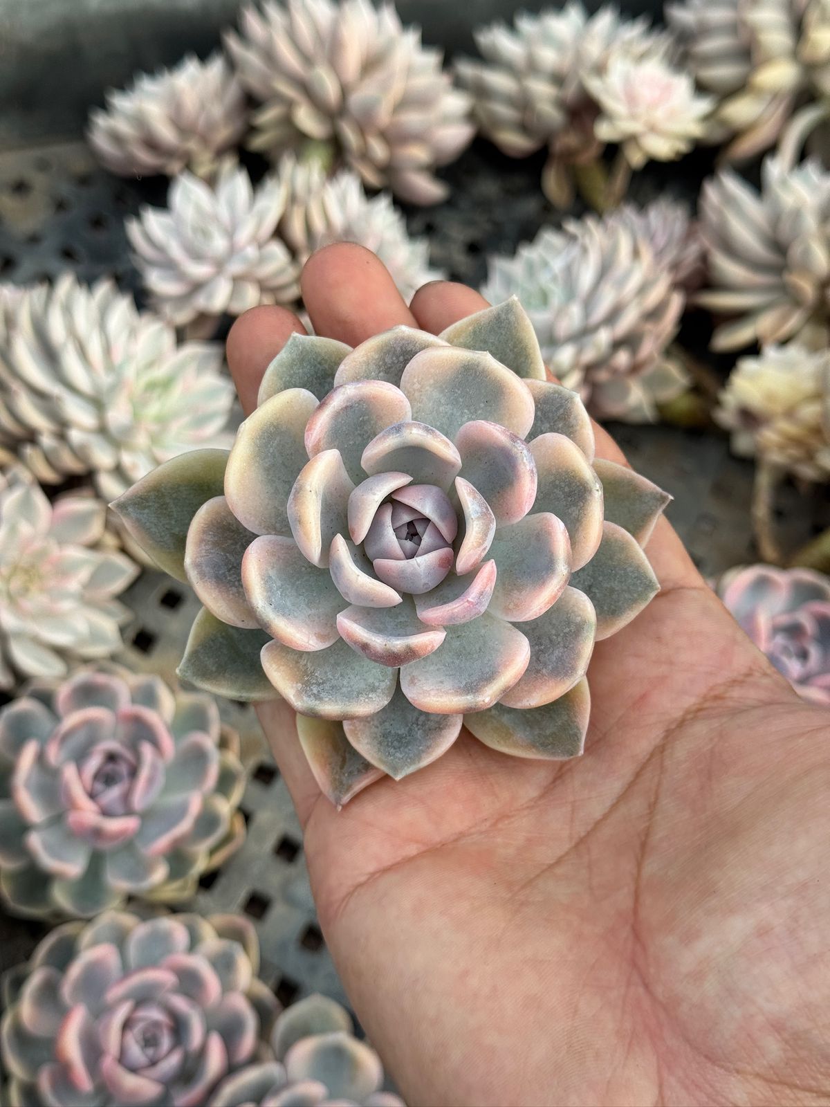 Echeveria pink porcelain