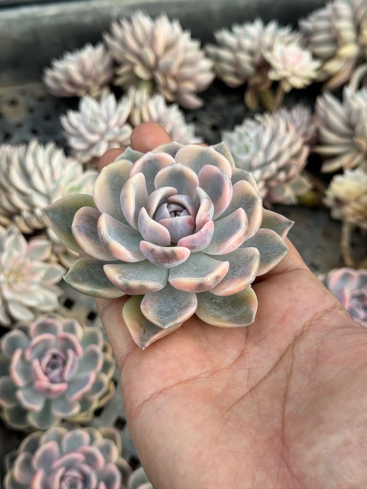 Echeveria pink porcelain