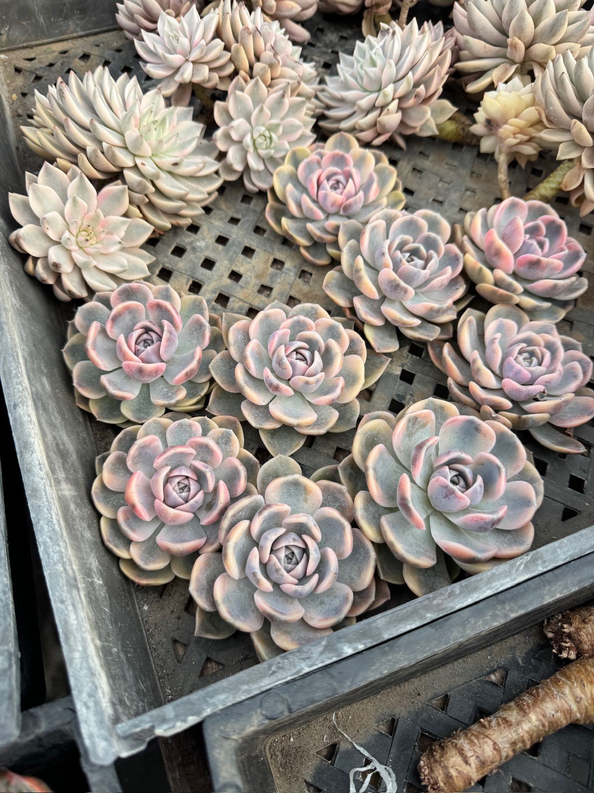 Echeveria pink porcelain