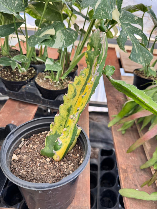 Selenicereus undatus