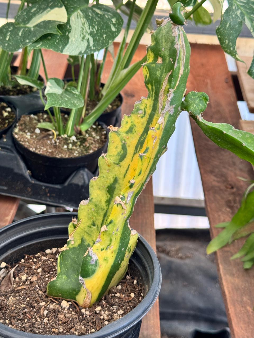 Selenicereus undatus