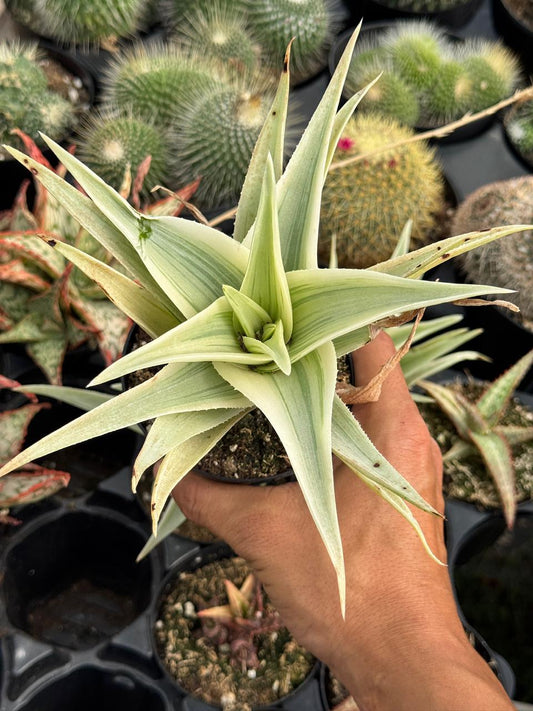 Aloe phantom