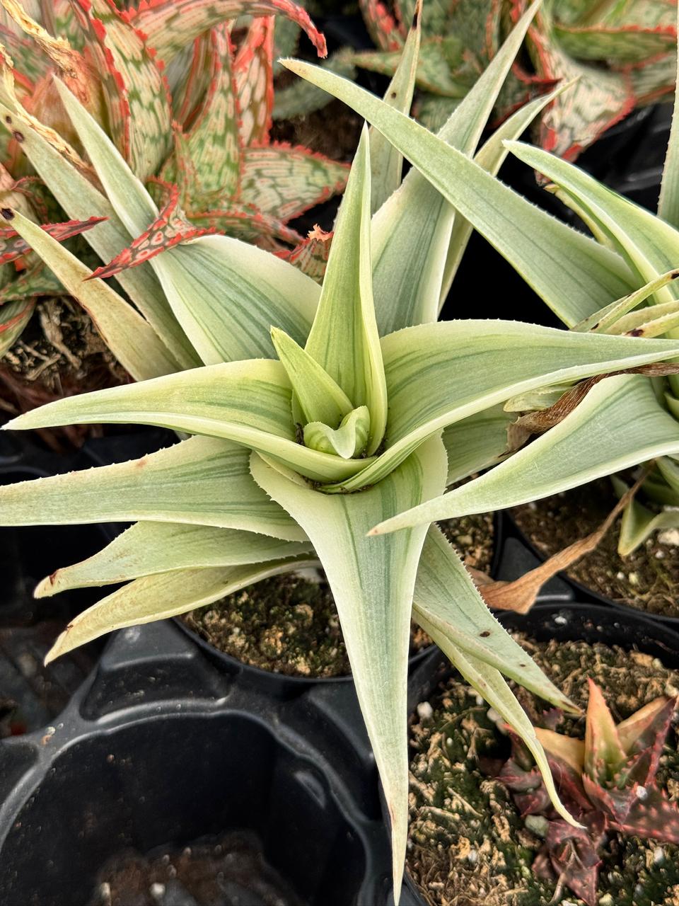 Aloe phantom