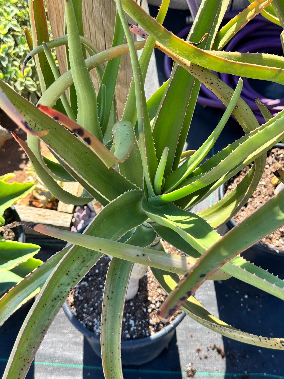 Aloe goliath jumbo