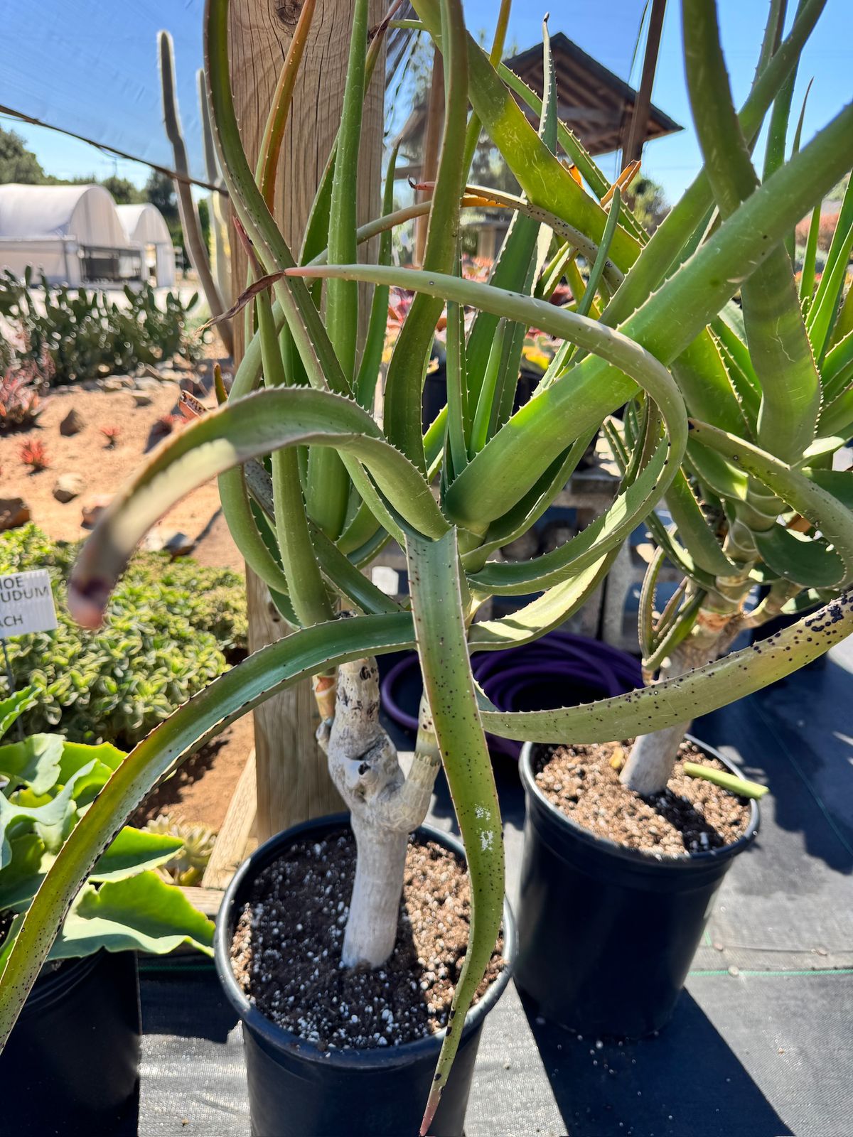 Aloe goliath jumbo