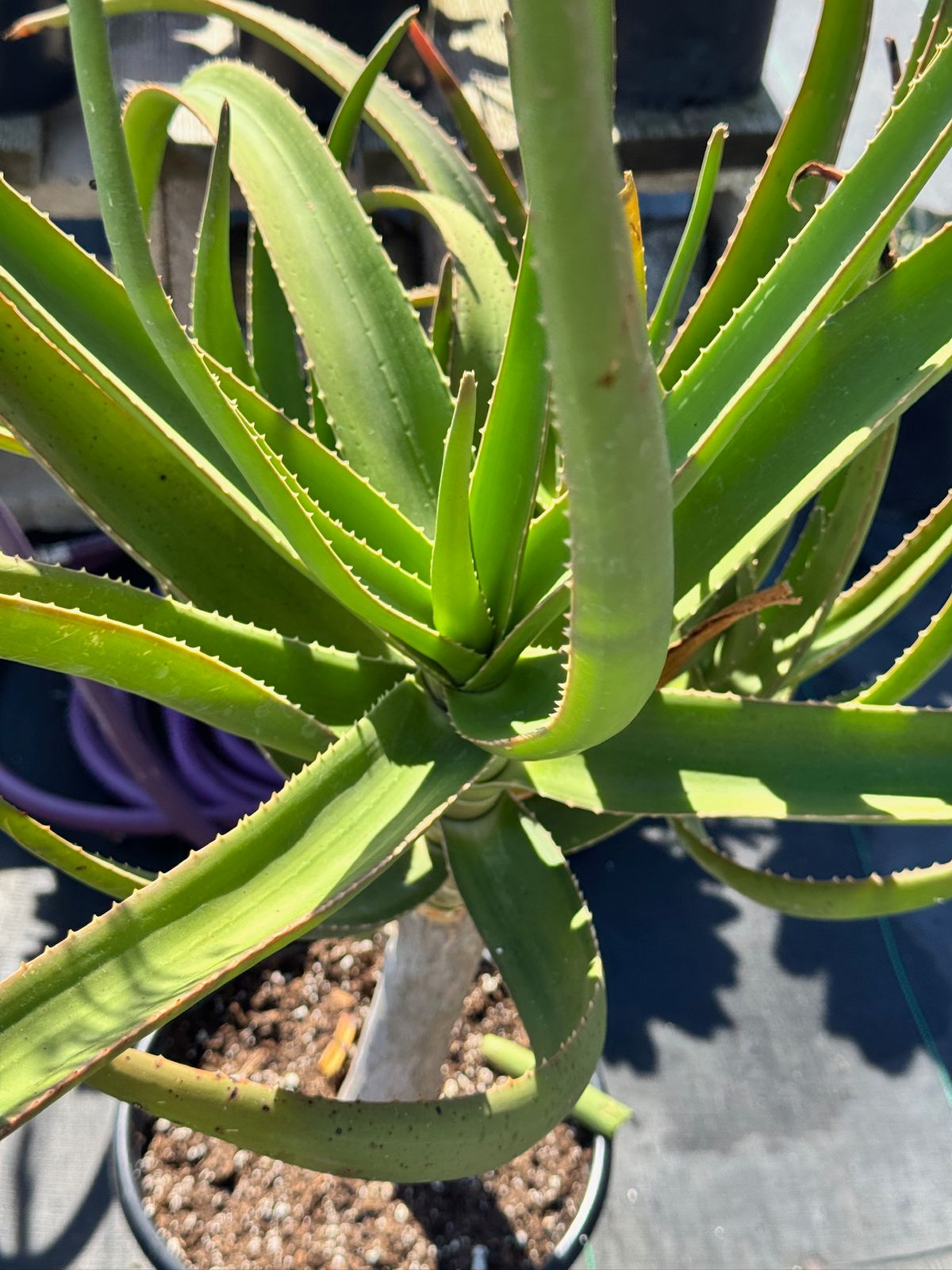 Aloe goliath jumbo