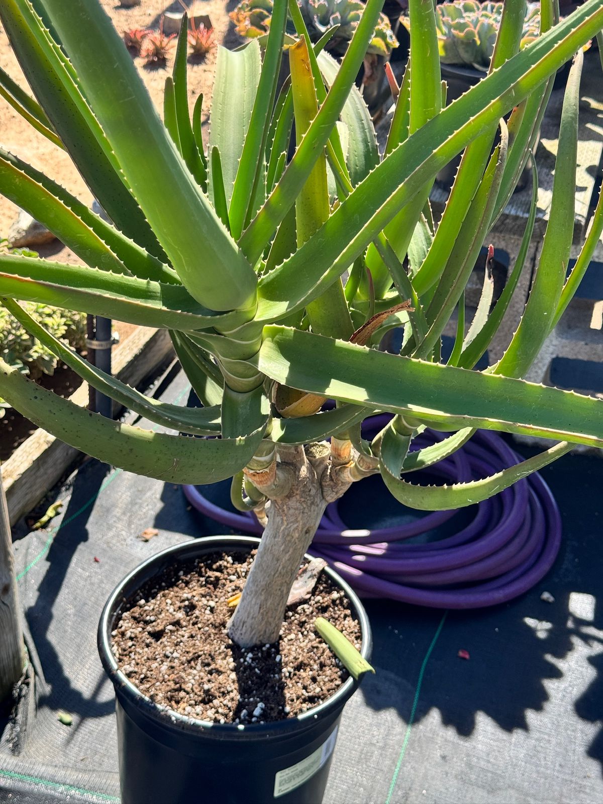 Aloe goliath jumbo