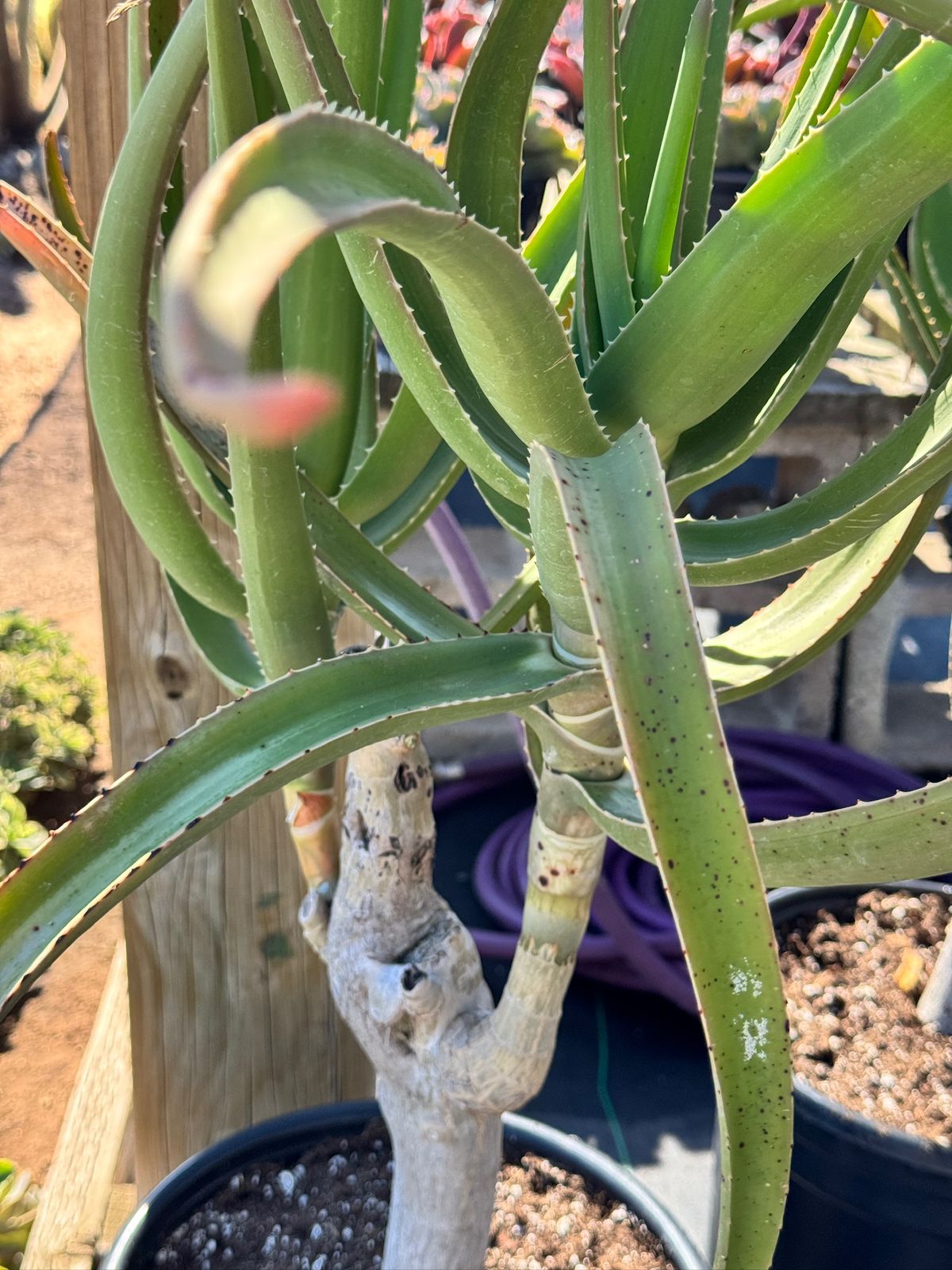 Aloe goliath jumbo
