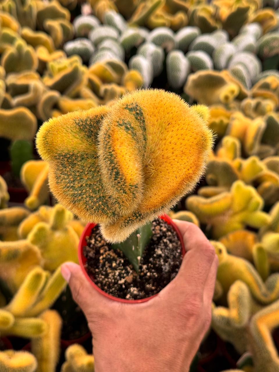 Hildewintera colademonomis cristata variegated 6"