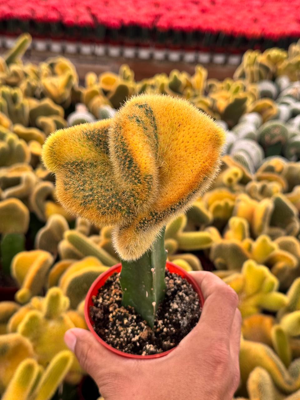 Hildewintera colademonomis cristata variegated 6"