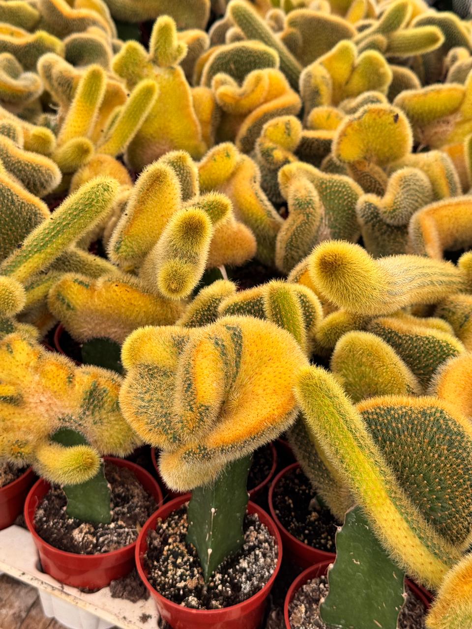 Hildewintera colademonomis cristata variegated 6"