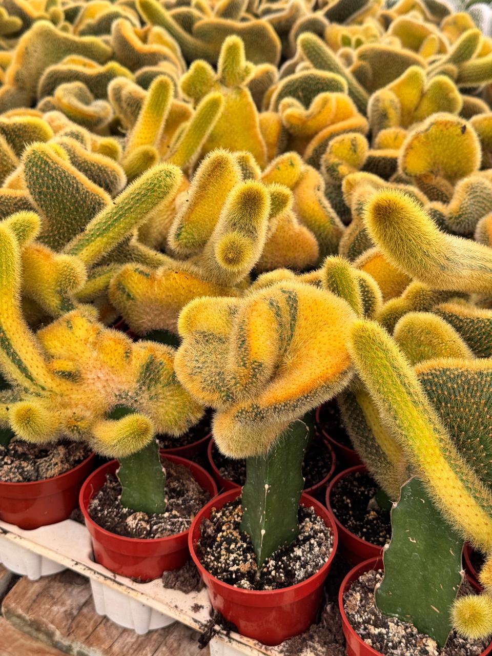 Hildewintera colademonomis cristata variegated 6"