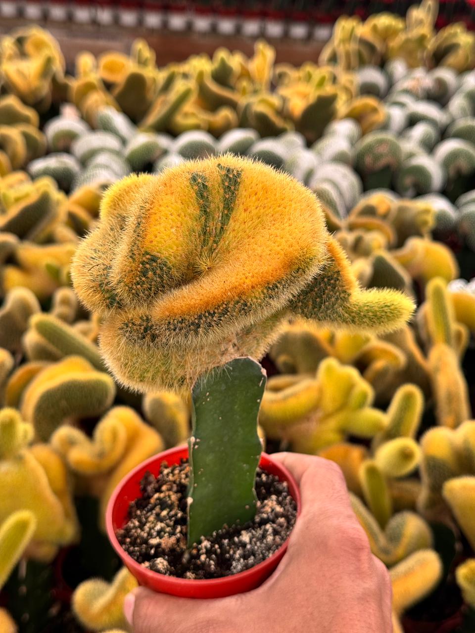 Hildewintera colademonomis cristata variegated 6"