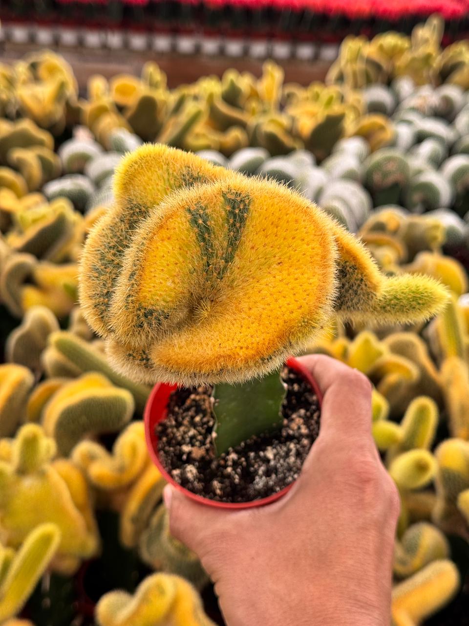 Hildewintera colademonomis cristata variegated 6"