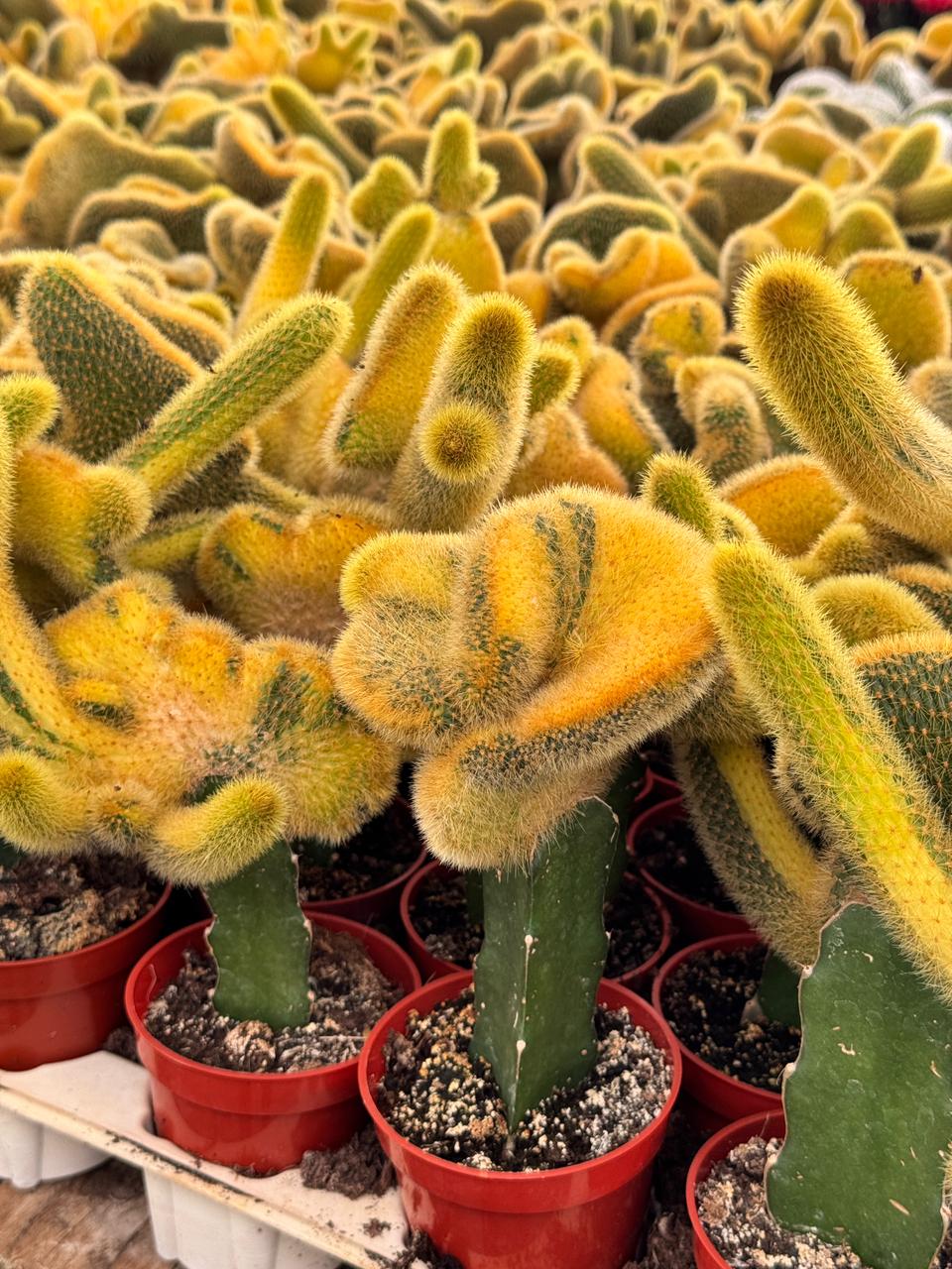 Hildewintera colademonomis cristata variegated 6"