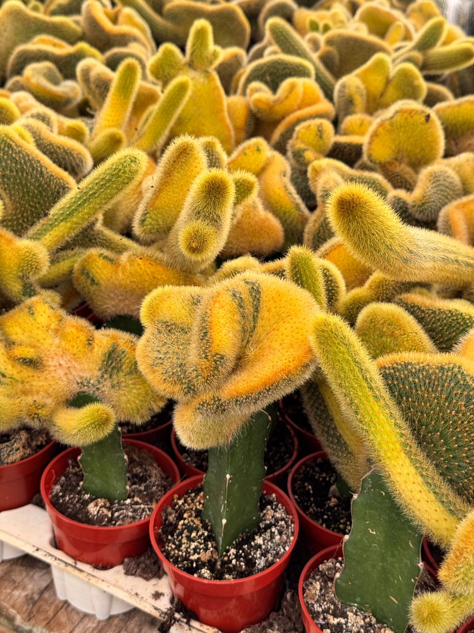 Hildewintera colademonomis cristata variegated 6"