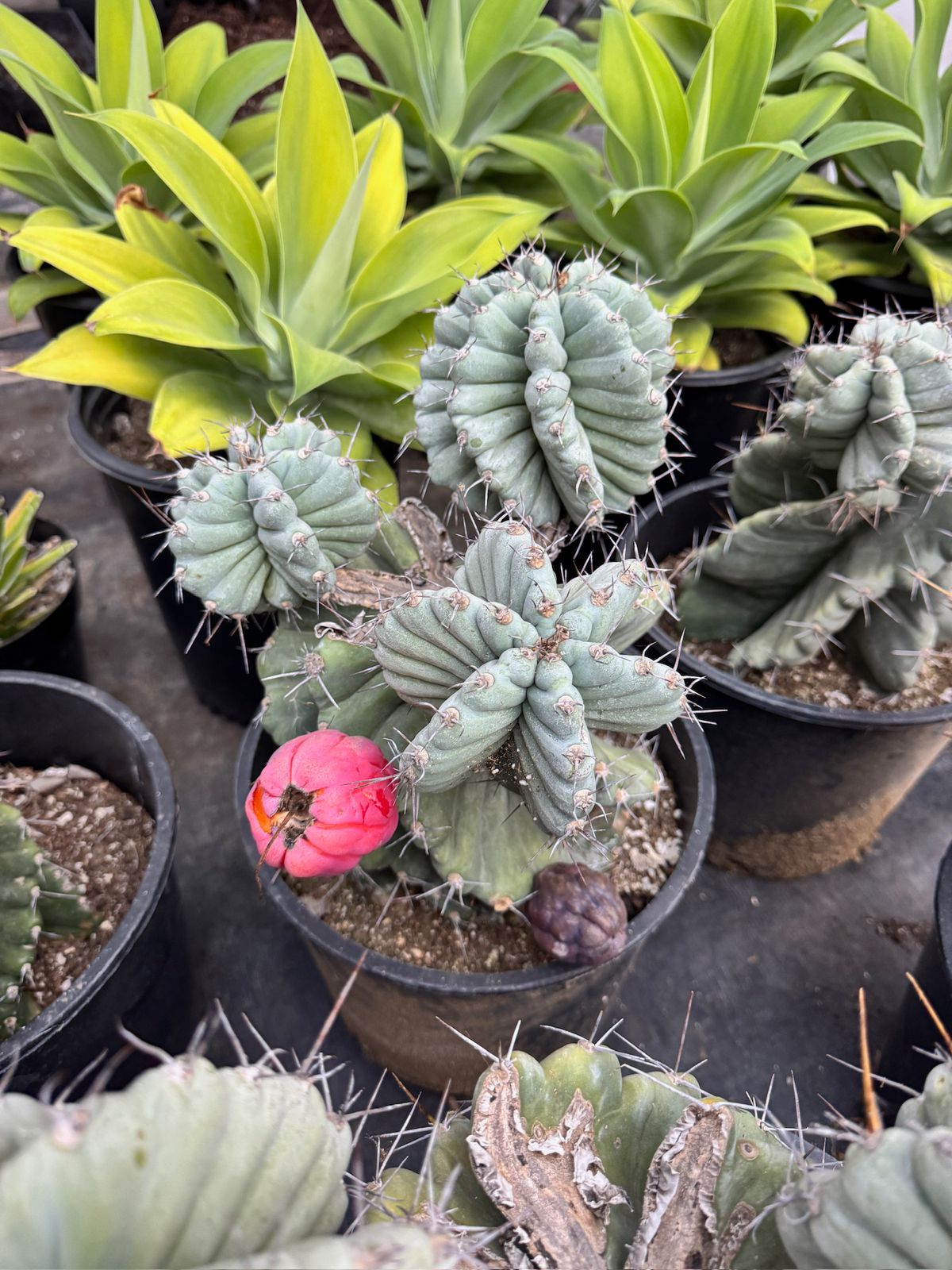 Cereus Forbesii Spiralis