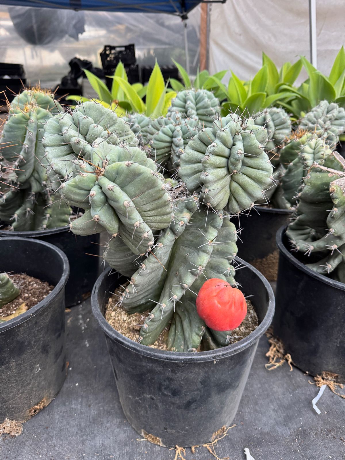Cereus Forbesii Spiralis