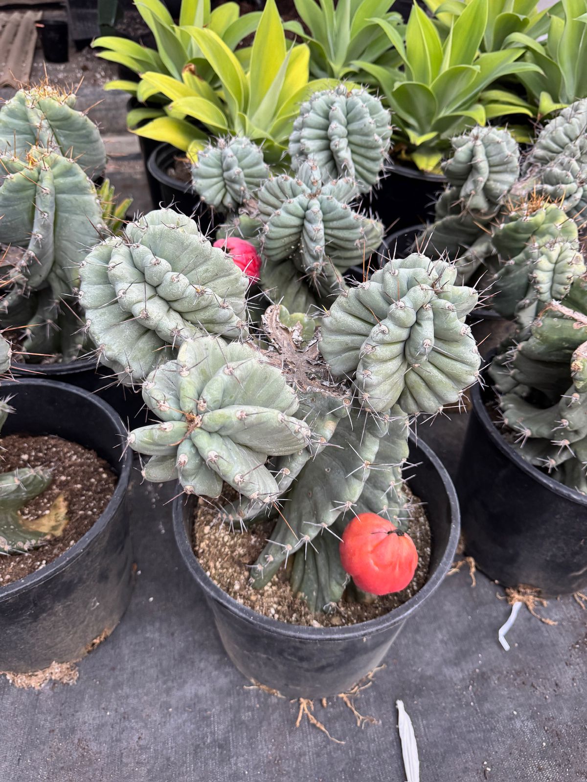 Cereus Forbesii Spiralis