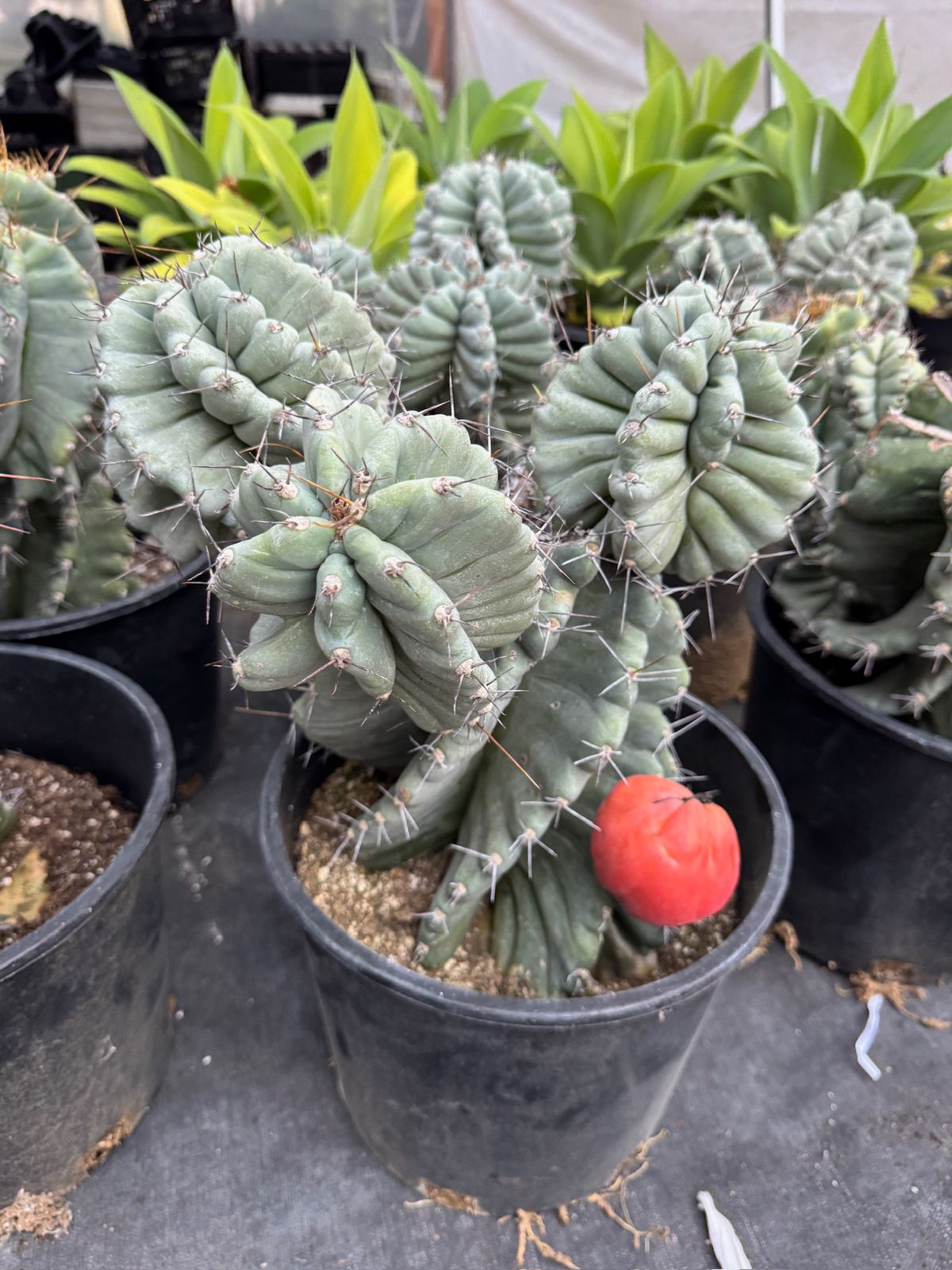 Cereus Forbesii Spiralis