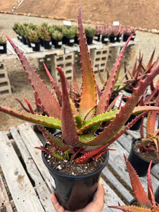 Aloe cameroni