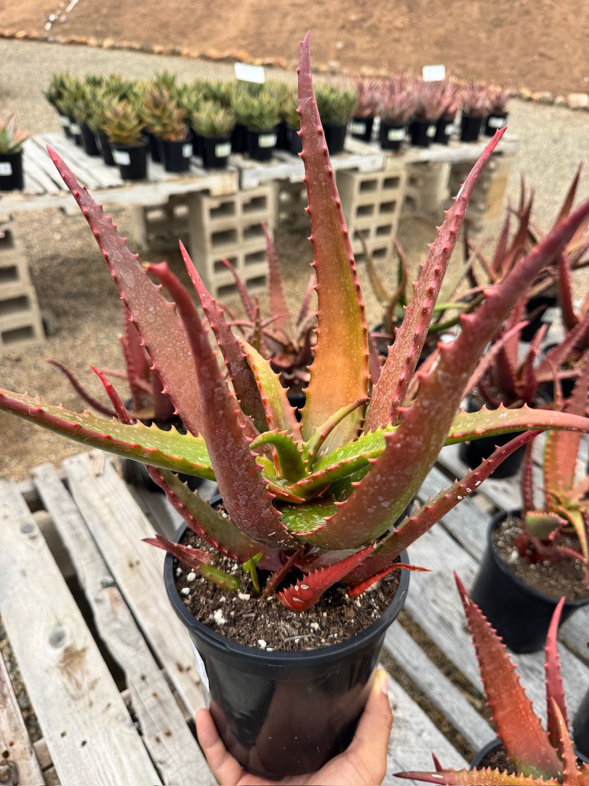 Aloe cameroni