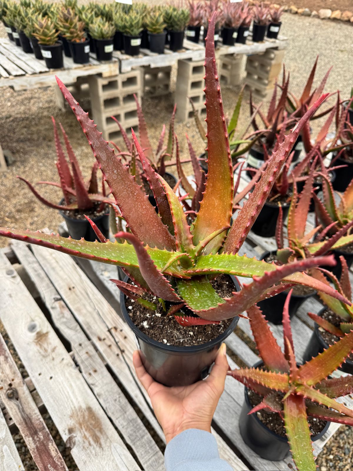 Aloe cameroni