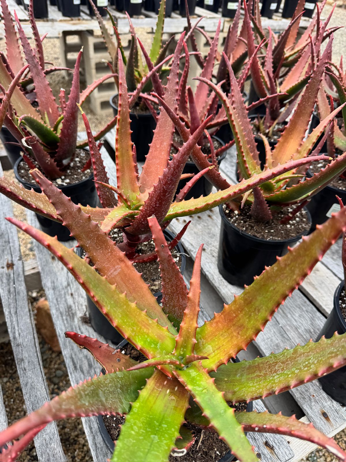 Aloe cameroni