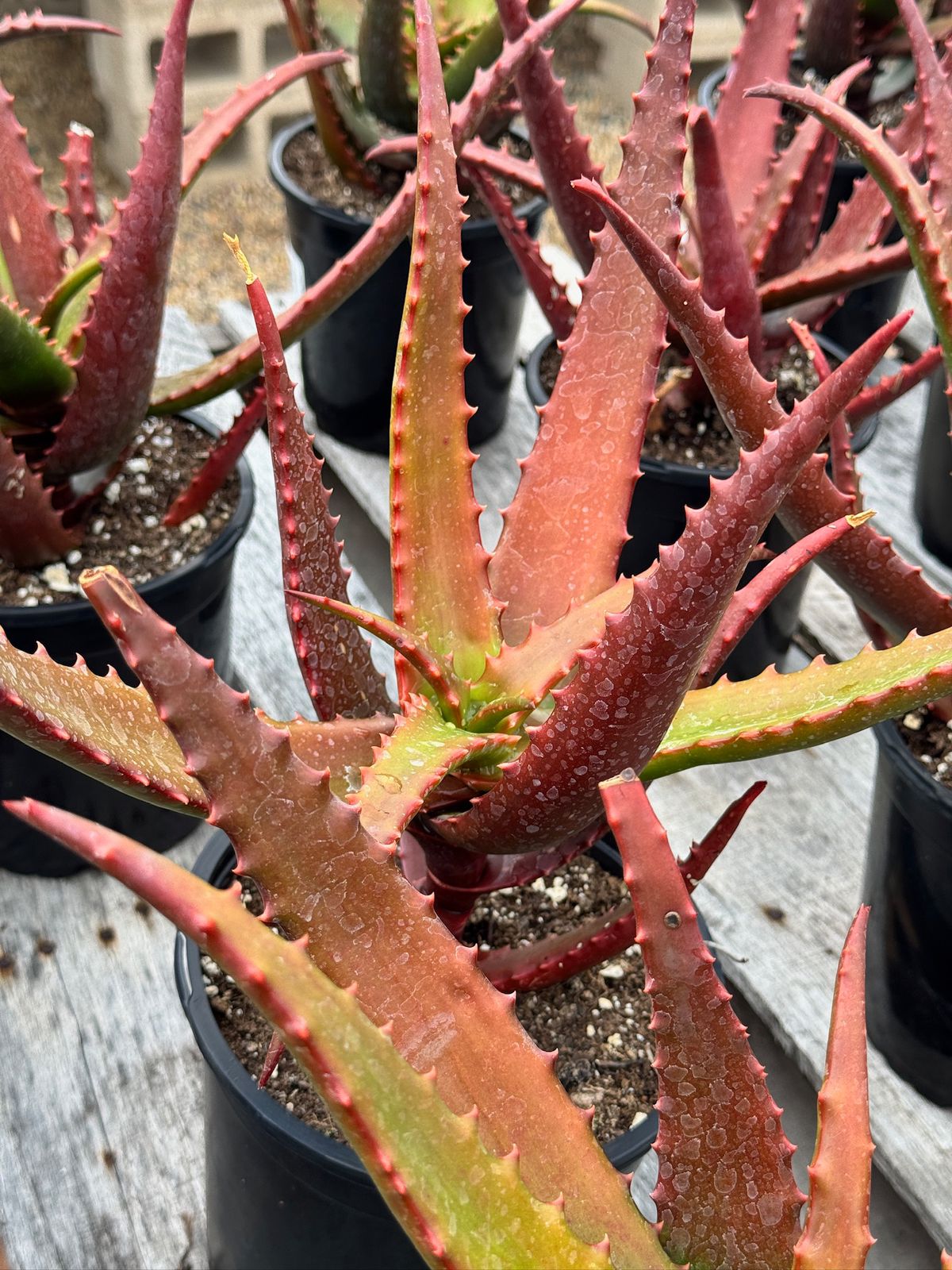 Aloe cameroni