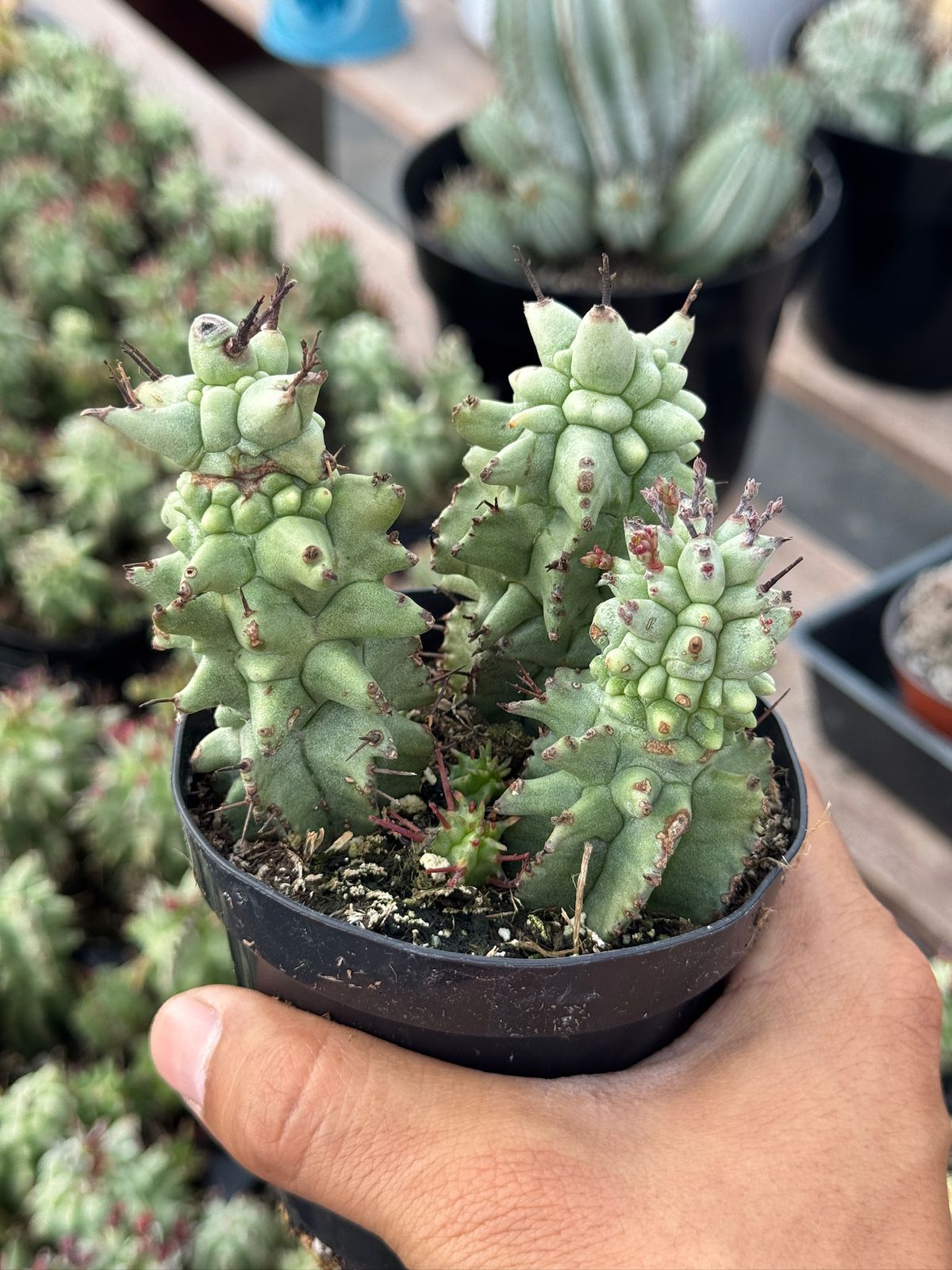 Euphorbia horrida ‘kikko’ f. Mounstruosa