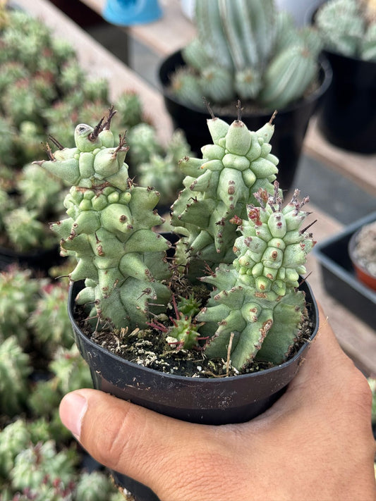 Euphorbia horrida ‘kikko’ f. Mounstruosa