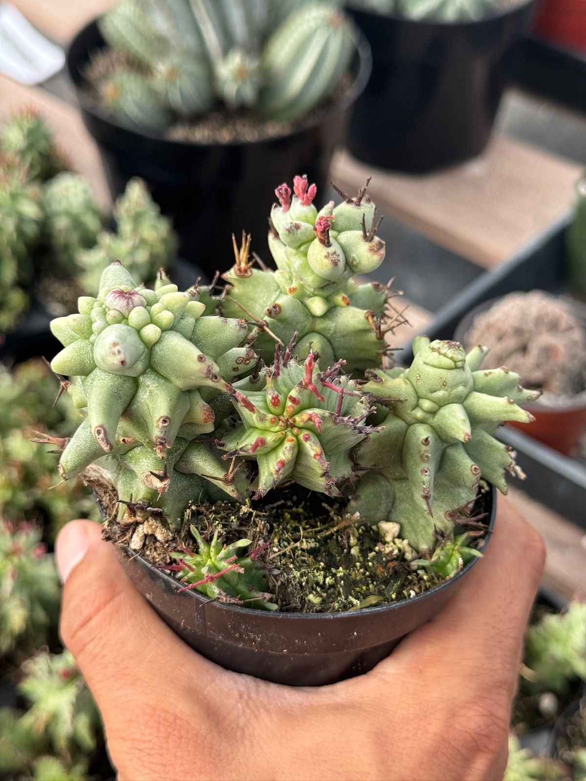 Euphorbia horrida ‘kikko’ f. Mounstruosa