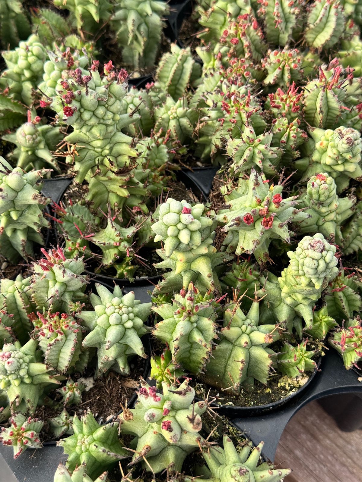 Euphorbia horrida ‘kikko’ f. Mounstruosa