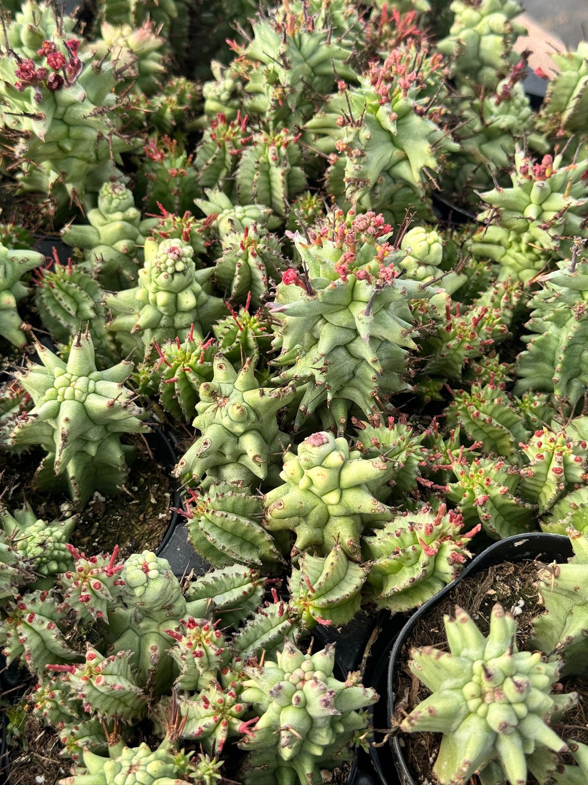 Euphorbia horrida ‘kikko’ f. Mounstruosa