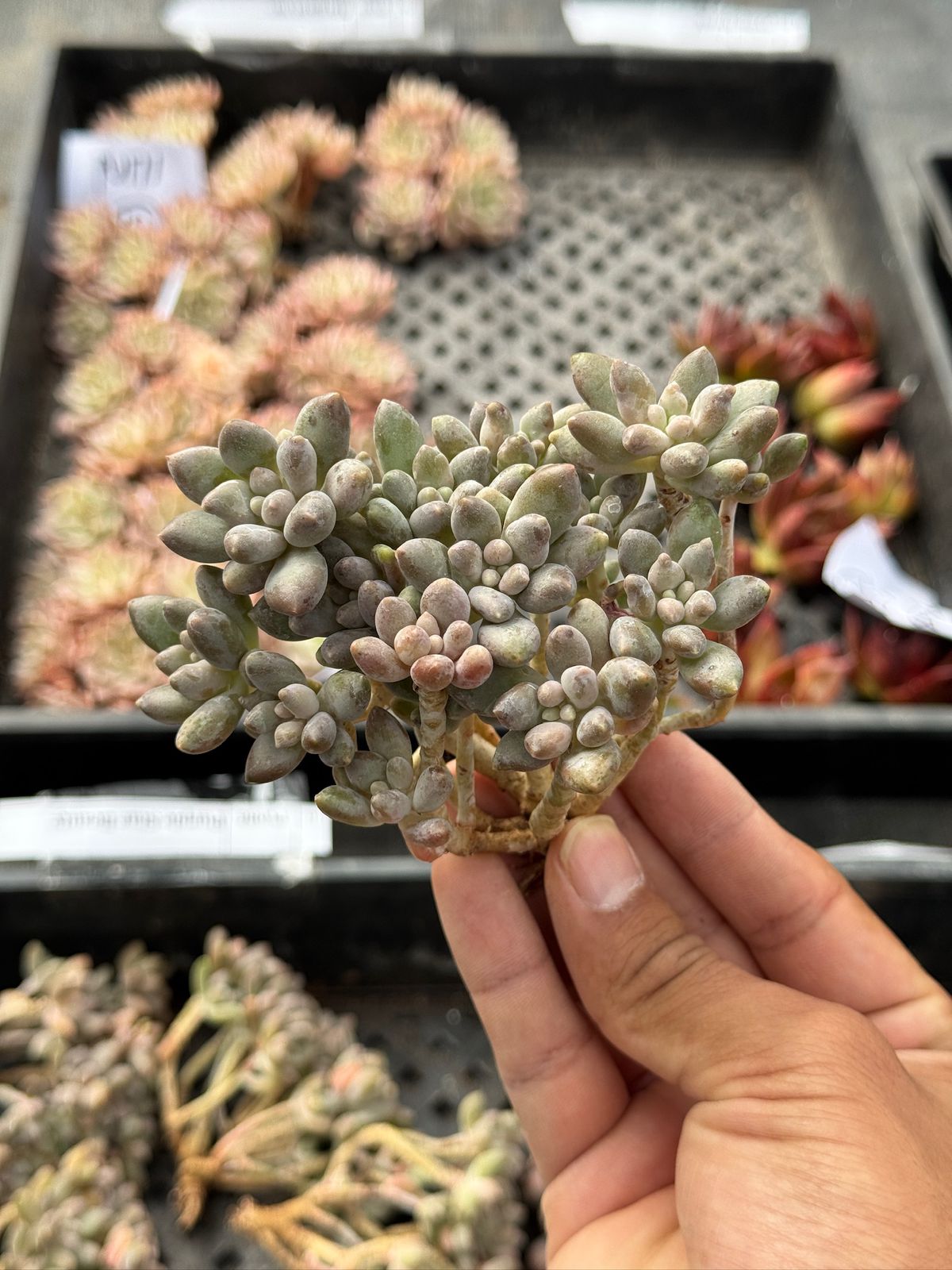 Echeveria Purple Star Beauty